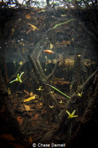 "Wonderland" 
Sinking mangrove blooms being lit by the sun! by Chase Darnell 